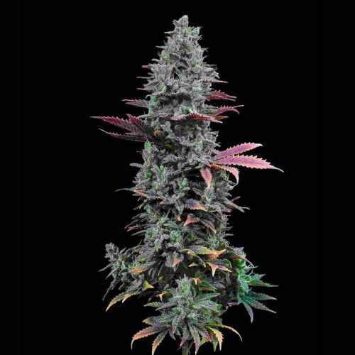 xr:d:DAFZU1k1ZSE:6,j:46310470230,t:23020217