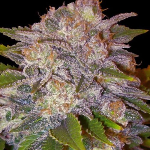 caramelo_3090_1_20200327151435_