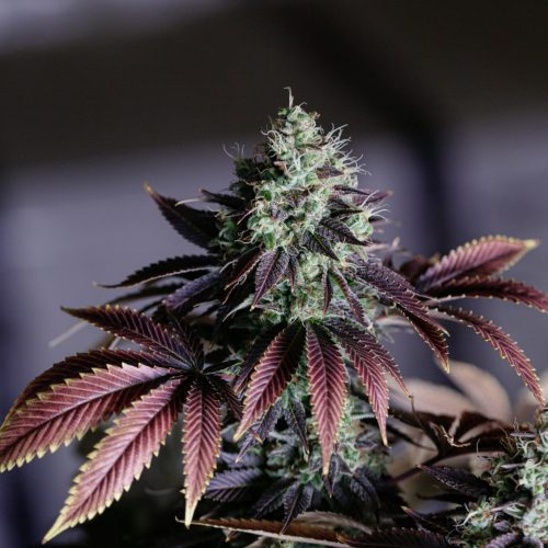 diyahna-lewis-WhFDyPpBG2E-unsplash