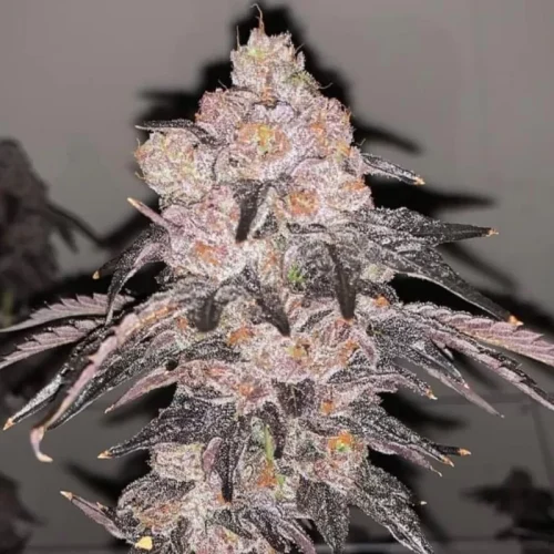 skywalker-og-2-0-feminized-seeds-jpeg